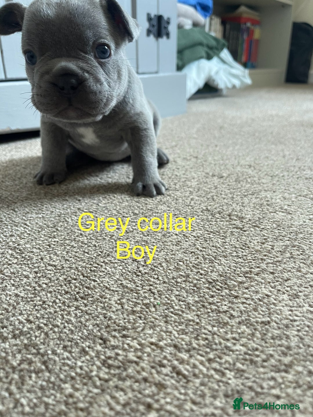 French Bulldog dogs for sale: French bulldog  - Image 13