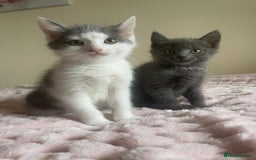 Ragdoll cats for sale: Ragdoll X Maine Coon Kittens  - Image 12