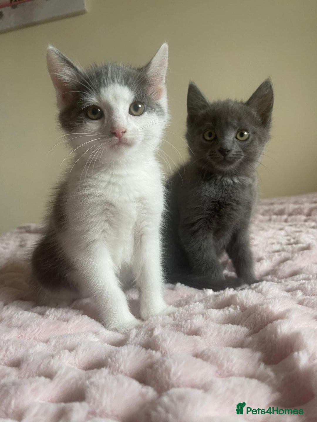 Ragdoll cats for sale: Ragdoll X Maine Coon Kittens  - Image 12