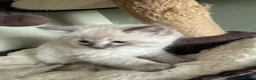 Ragdoll cats for sale: Female ragdoll - Advert 2