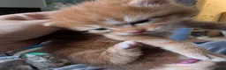 Mixed Breed cats for sale: Bengal x Maine coons kittens  - Advert 4