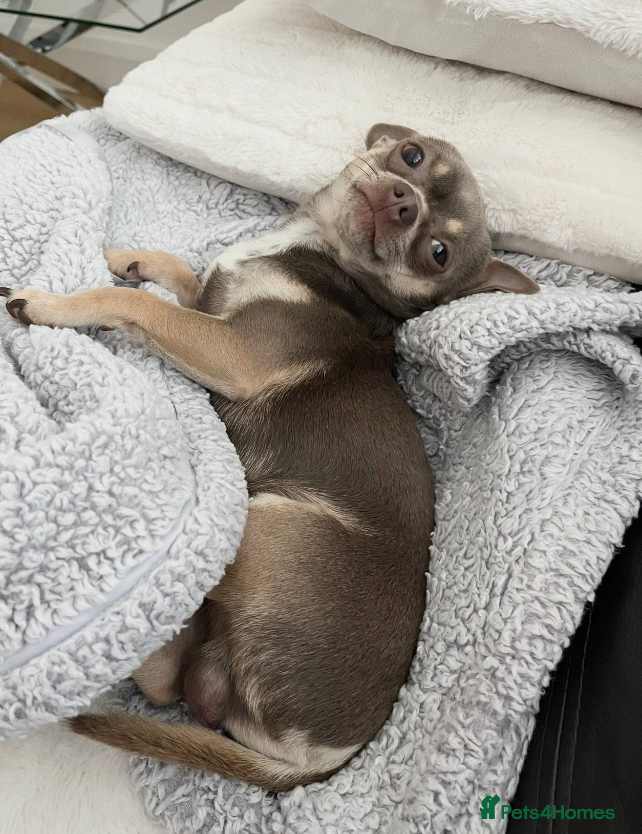 Chihuahua dogs Proven Lilac KC registered chihuahua for stud  - Advert 14