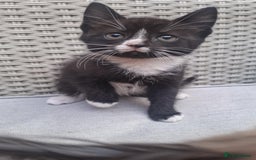Mixed Breed cats for sale: 4 lovely kittens looking new house.  - Image 3