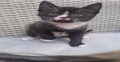 Mixed Breed cats - Advert 1