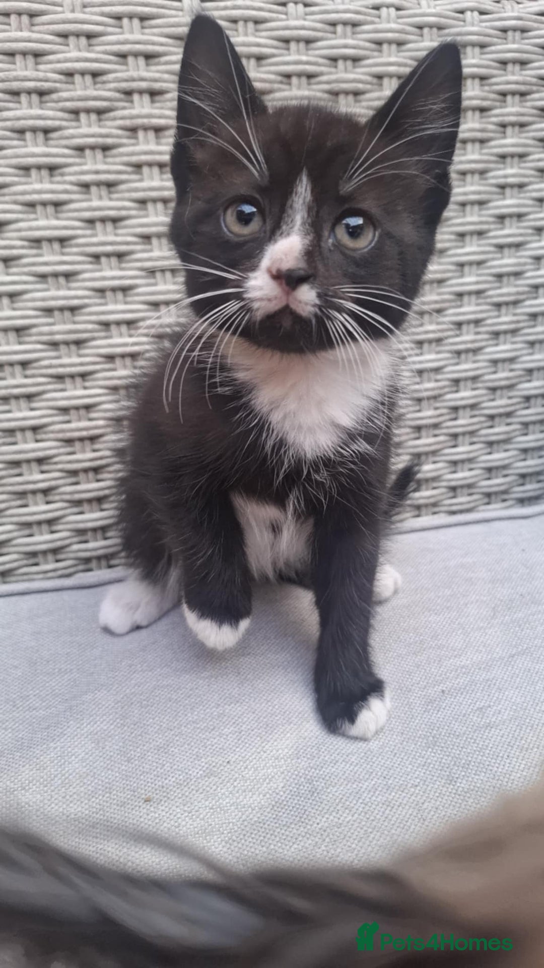 Mixed Breed cats for sale: 4 lovely kittens looking new house.  - Image 3