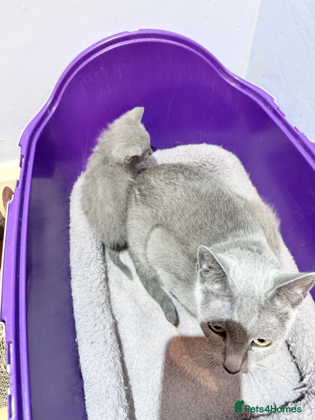 Russian Blue cats for sale: Absolutely adorable pure breed Russian blue kitten - Advert 8