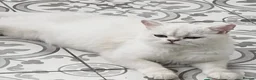 British Shorthair cats for sale: BEAUTIFUL BSH & BLH FEMALE KITTENS  - Advert 17