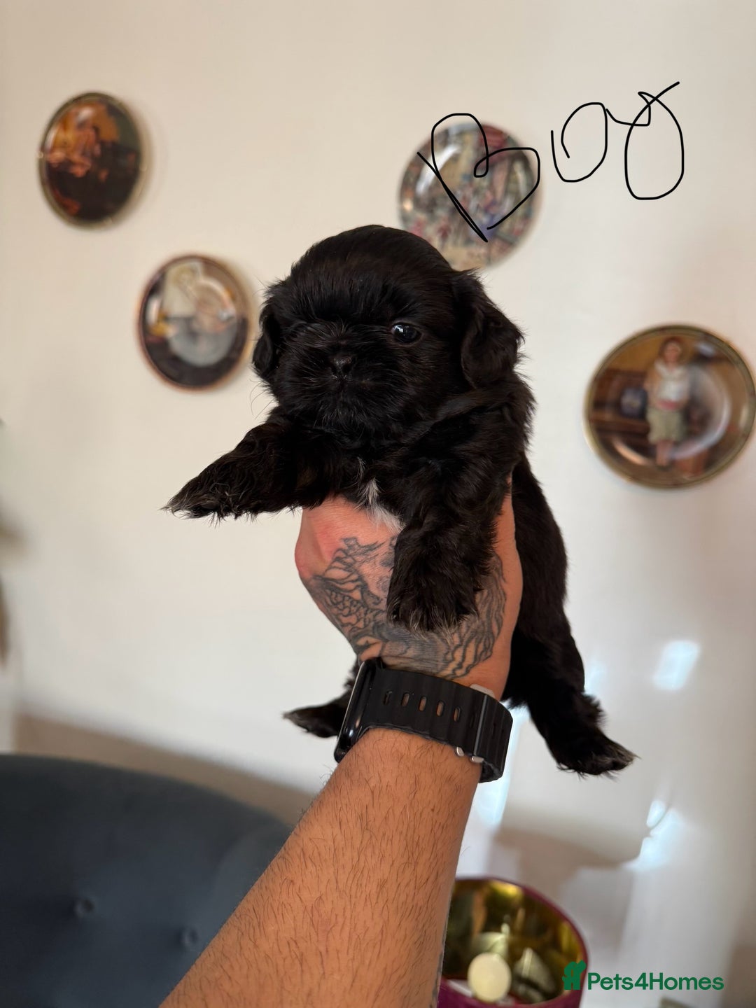 Shih Tzu dogs for sale: Shih Tzu - Image 3