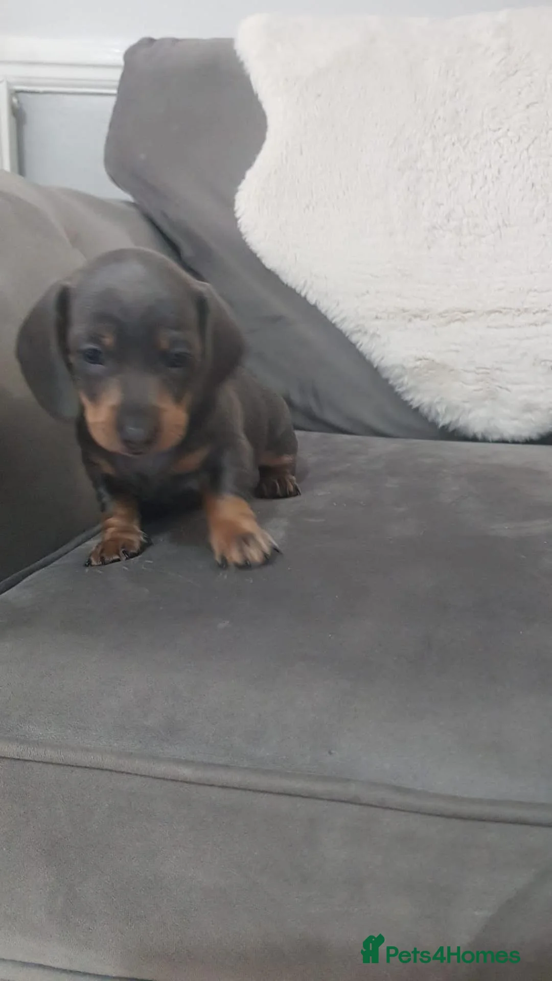 Miniature Dachshund dogs for sale: SMOOTH HAIRED MINIATURE DACHSHUND'S FOR SALE in Falkirk - Advert 2