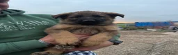 German Shepherd dogs for sale: 🤩 5 gorgeous German Shepherd pups  in Crewe - Advert 3