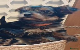 Yorkshire Terrier dogs for sale: Gorgeous puppies❤️❤️🩵🩵 - Advert 18