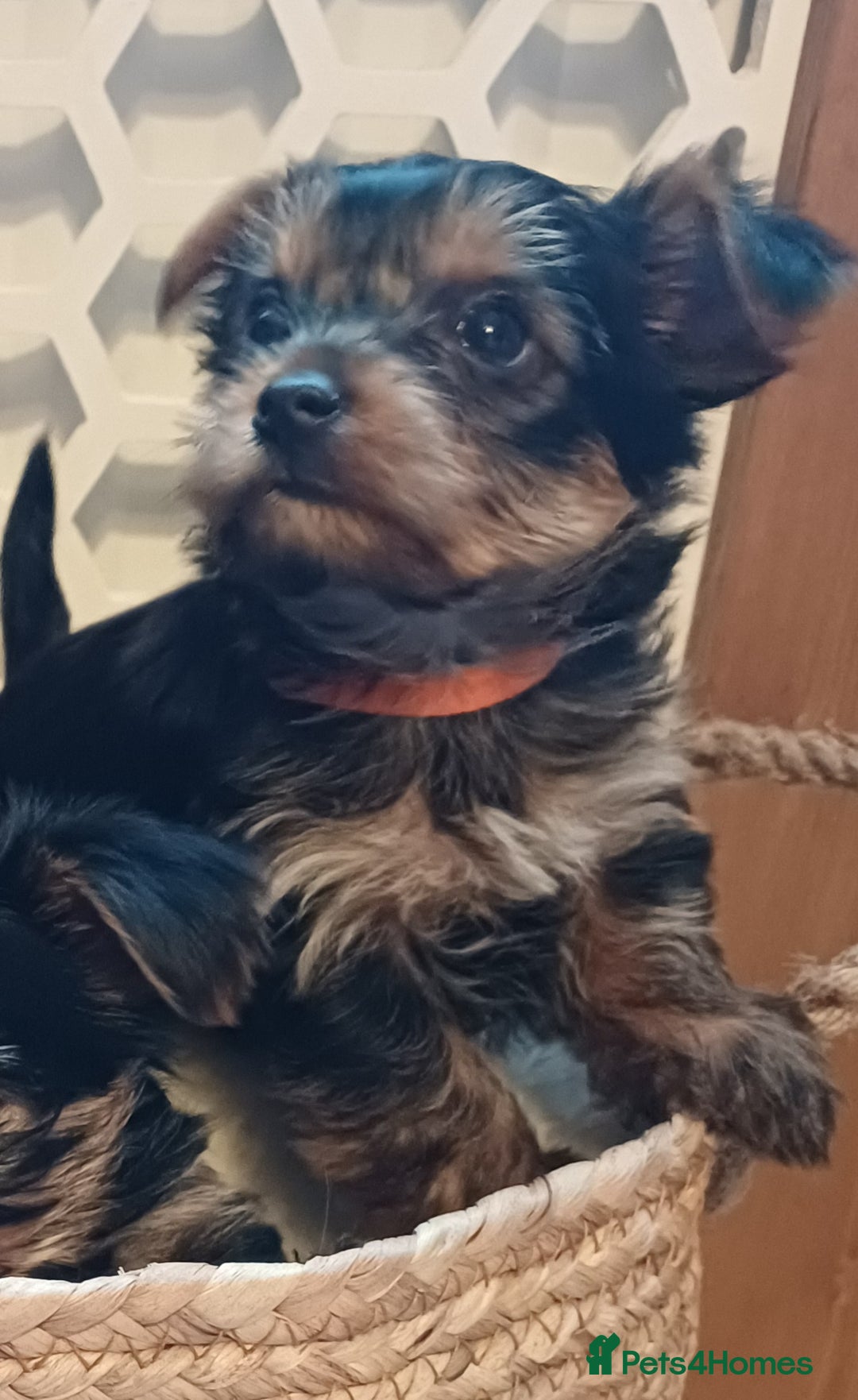 Yorkshire Terrier dogs for sale: Gorgeous puppies❤️❤️🩵🩵 - Advert 18