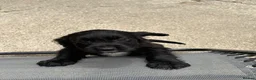 Cocker Spaniel dogs for sale: Cocker spaniel puppies in Bishop Auckland - Advert 11