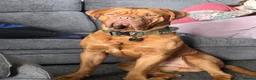 Mixed Breed dogs for sale: Dogue de Bordeaux cross cane corso pups due soon  - Advert 6