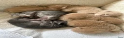 Ragdoll cats for sale: Ragdoll x Maine Coon Rare and Stunning - Advert 3