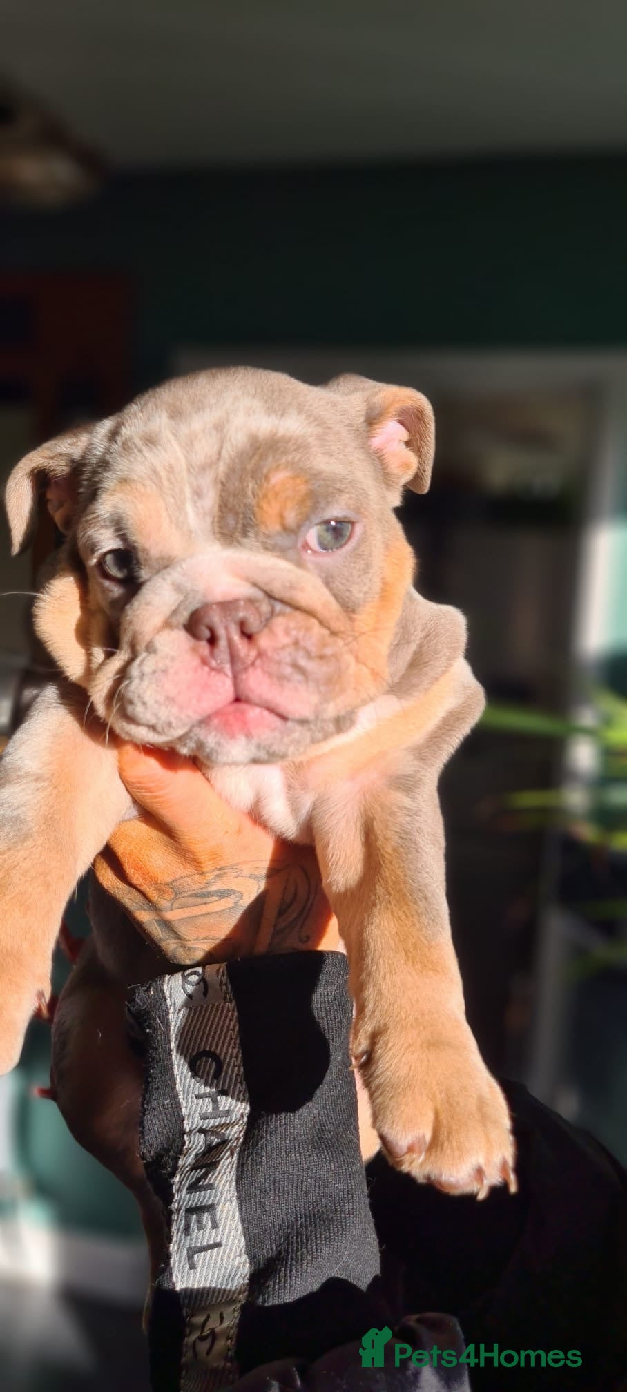 English Bulldog dogs ✨ lilac Tan & Merle Female bulldog. – Available ✨ - Advert 3