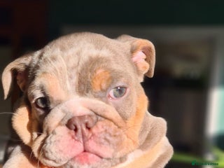 English Bulldog dogs ✨ lilac Tan & Merle Female bulldog. – Available ✨ - Advert 1
