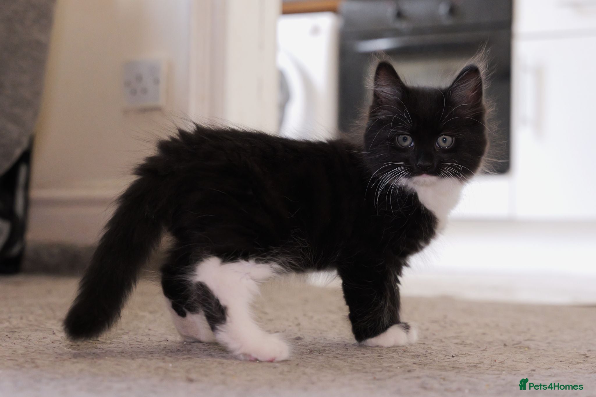 Turkish Angora cats Turkish Angora Mix Kittens - Advert 1