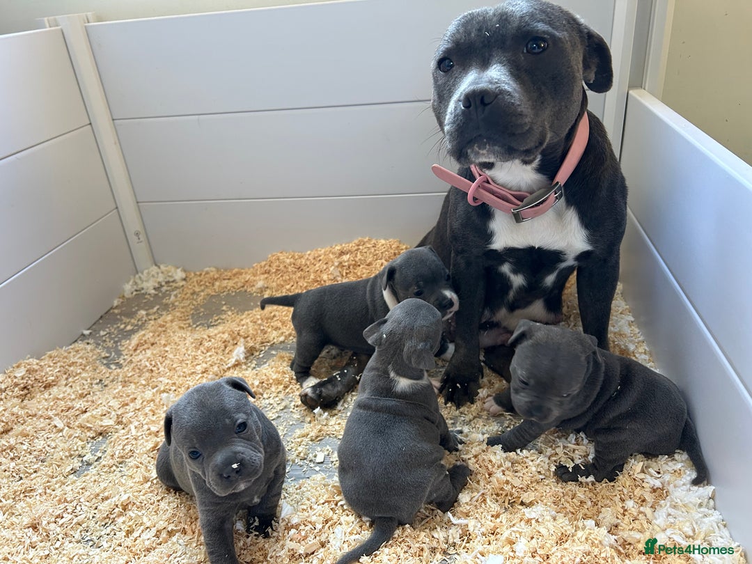 Staffordshire Bull Terrier dogs for sale: Blue kc Staffordshire bull terrier  - Advert 1