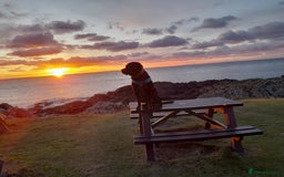 Rottweiler dogs for stud: Rottweiler stud £500 - Advert 2