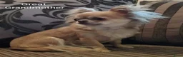 Chihuahua dogs for sale: Stunning long coat chihuahua puppies  - Advert 16