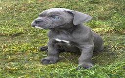 Mixed Breed dogs for sale: canó corso cross british bulldog stunning colours  - Image 3