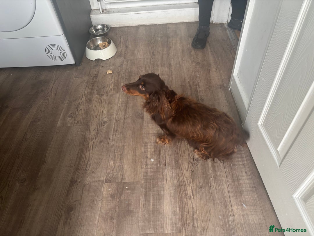 Dachshund dogs for sale: Miniature longhair dachshund puppies kc reg - Advert 5