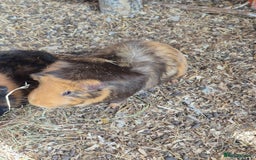 Guinea Pig rodents for sale: Guinea pigs and rabbit - Image 3