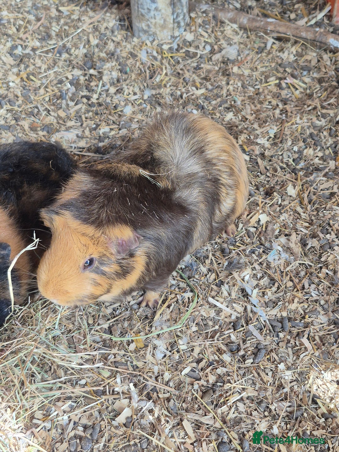 Guinea Pig rodents for sale: Guinea pigs and rabbit - Image 3