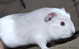 Guinea Pig rodents for sale: 7 Week Old Indoor Baby Guinea Pigs Male and Female - Image 10