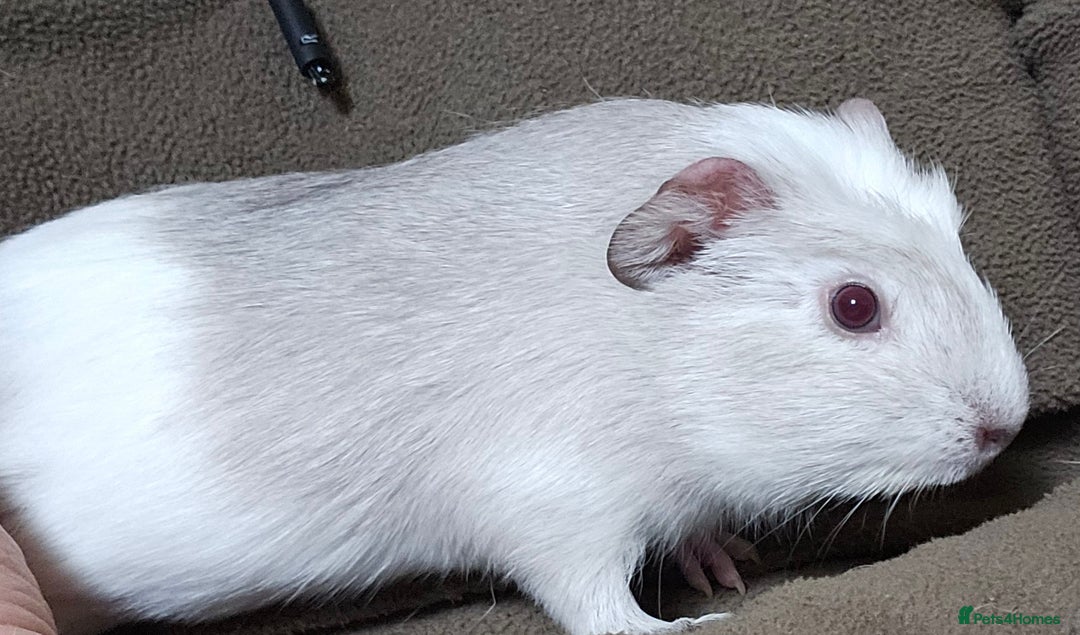 Guinea Pig rodents for sale: 7 Week Old Indoor Baby Guinea Pigs Male and Female - Image 10