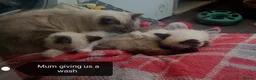 Ragdoll cats for sale: Ragdoll kittens for sale  - Advert 11
