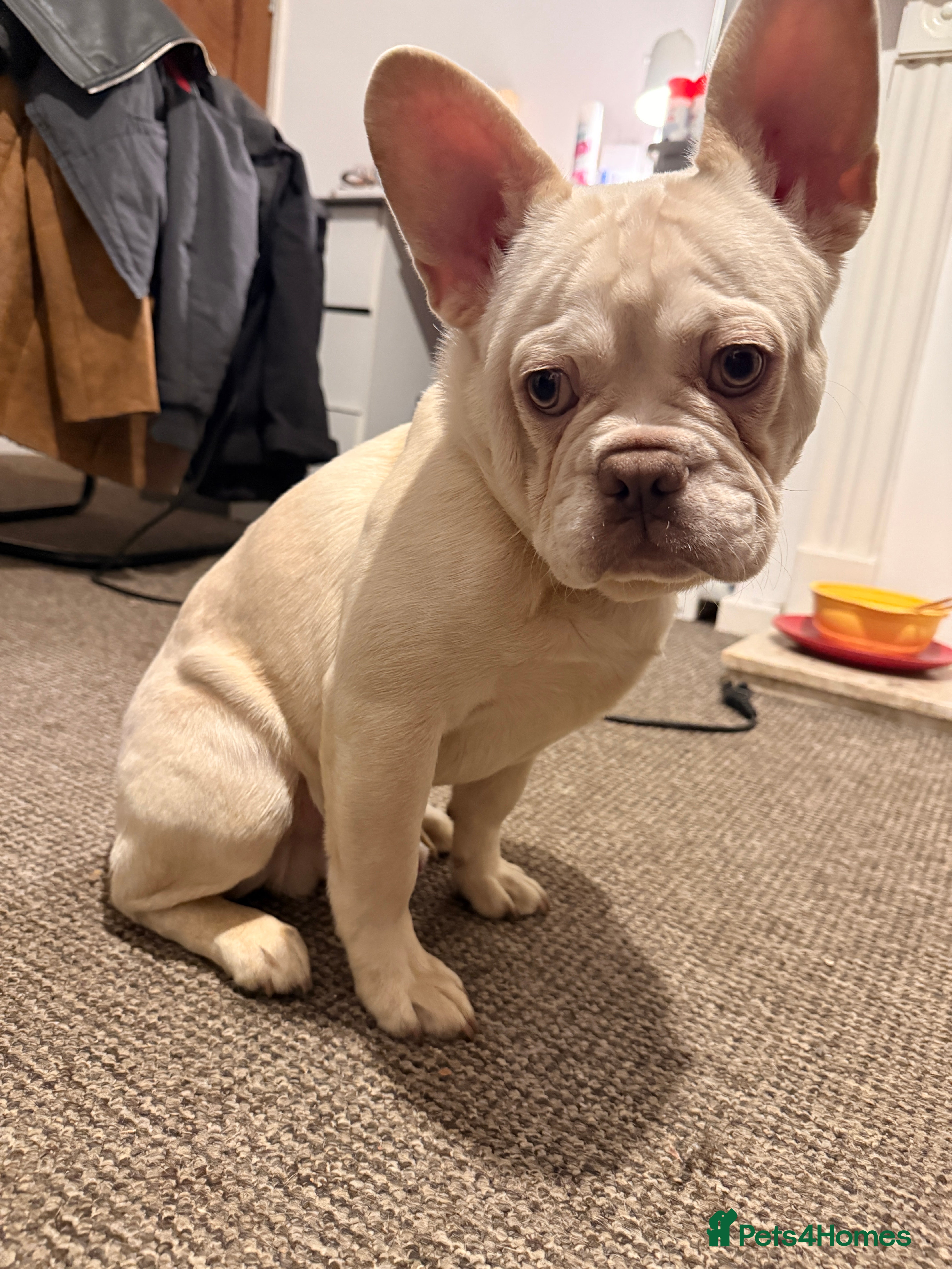 French Bulldog dogs Pablo  - Advert 1