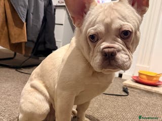 French Bulldog dogs Pablo - Advert 7