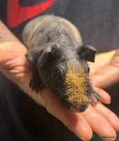 Guinea Pig rodents Skinny Pig/Werewolf Boars. Ready NOW! - Advert 8