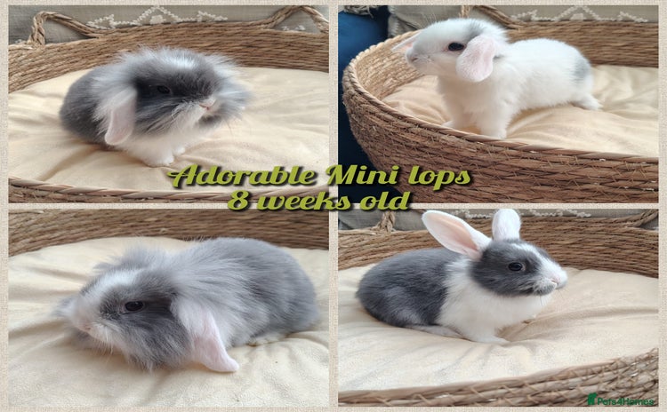 Mini Lop rabbits - Advert 14