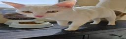 Arabian Mau cats for adoption: Buddy - Advert 3