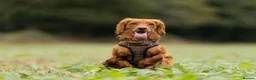 Cockapoo dogs for stud: Cockapoo stud - Advert 1