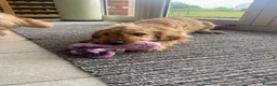 Labradoodle dogs for sale: Multigen mini labradoodles health tested parents - Advert 6