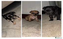 Chihuahua dogs for sale: Chihuahua puppies  - Image 1