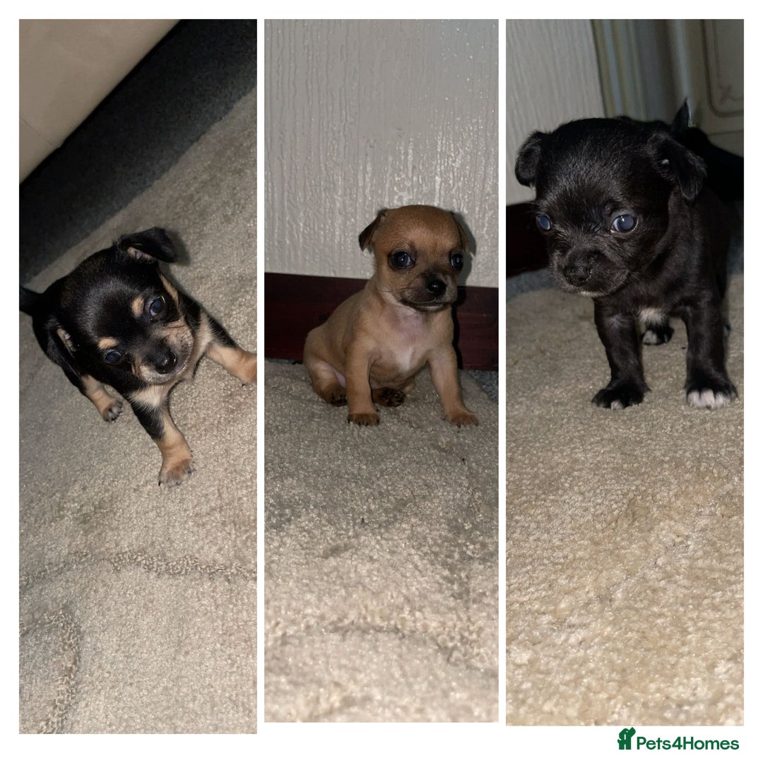Chihuahua dogs for sale: Chihuahua puppies  - Image 1