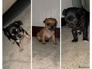 Chihuahua dogs - Advert 1