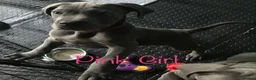 Cane Corso dogs for sale: Stunning 4th Generation Cane Corse Pups  - Advert 20