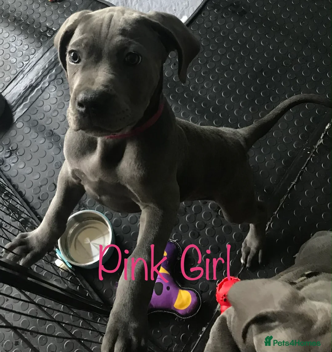 Cane Corso dogs for sale: Stunning 4th Generation Cane Corse Pups  - Advert 20