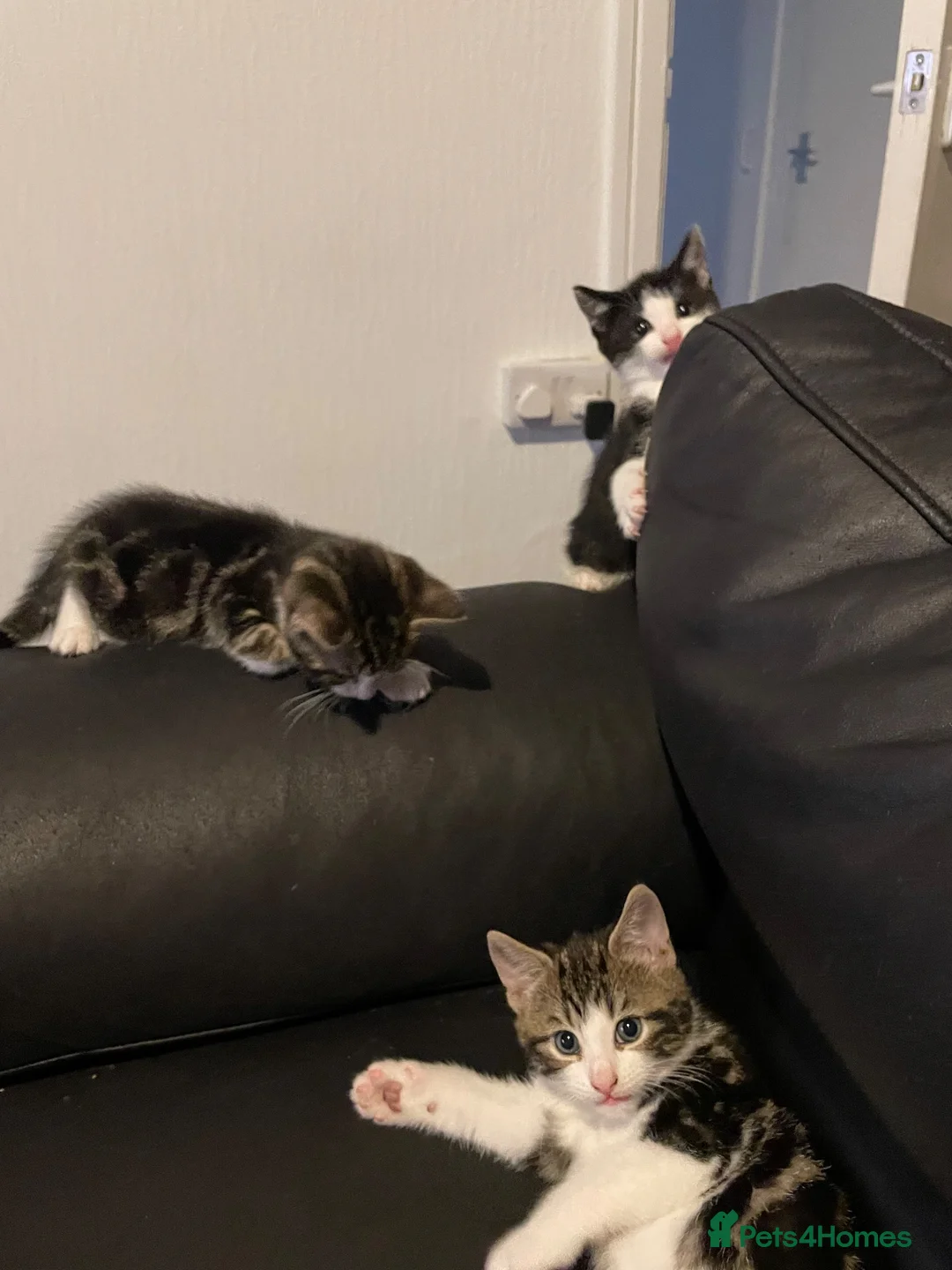 British Shorthair cats for sale: 3 kittens - Advert 6