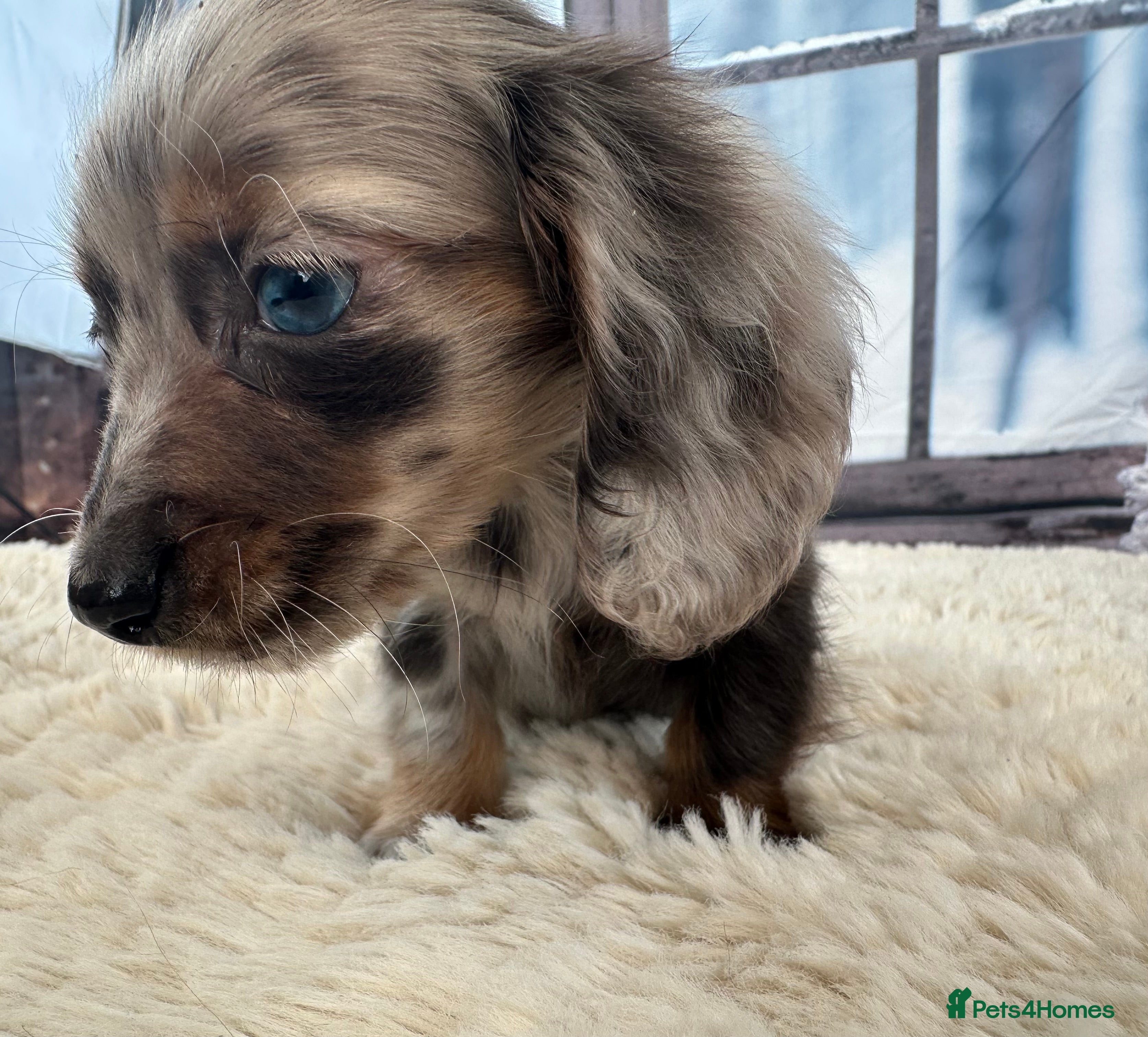 Miniature Dachshund dogs 🐾Mini long haired dachshunds🐾 - Advert 15
