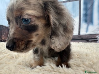 Miniature Dachshund dogs 🐾Mini long haired dachshunds🐾 - Advert 18