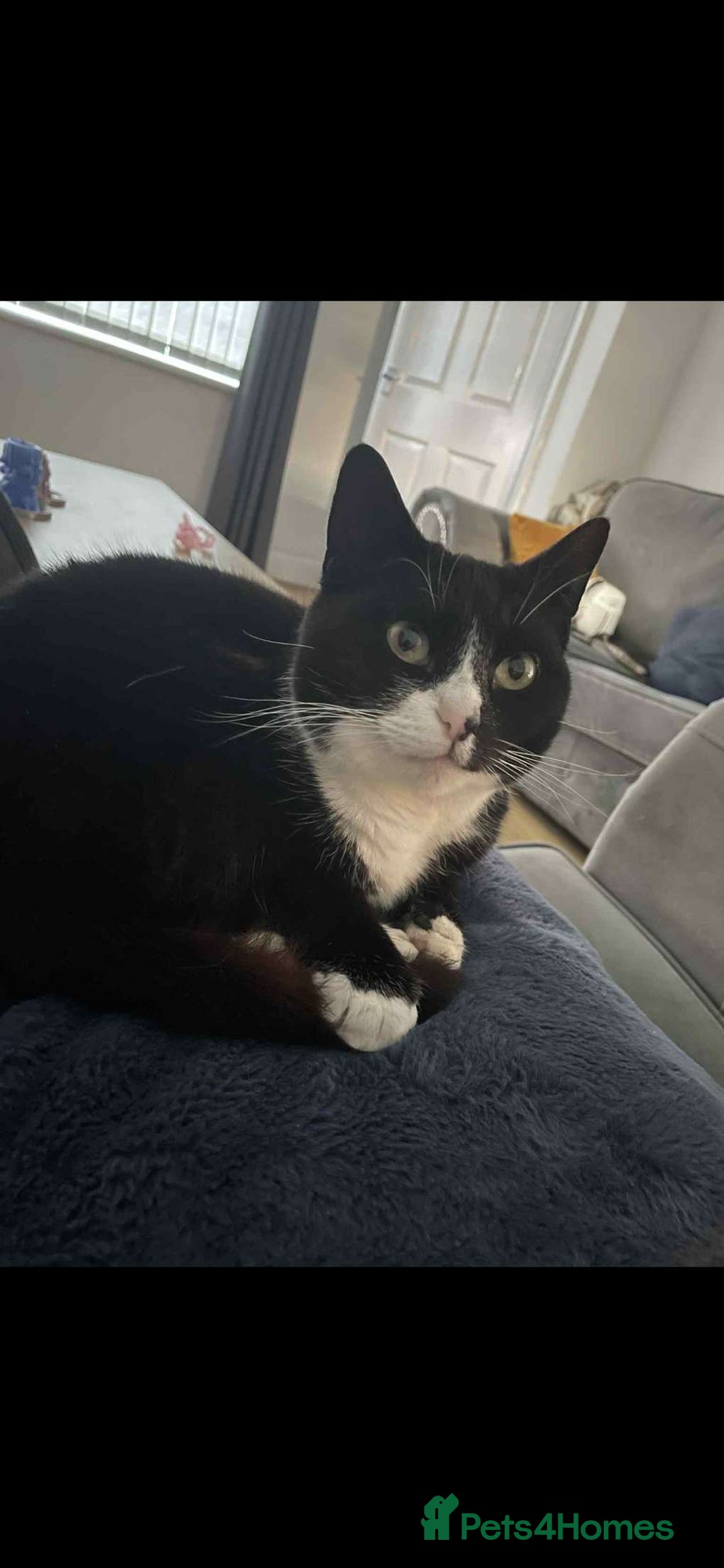 Domestic Shorthair cats for sale: Beautiful 5 year old cat for sale! - Advert 3