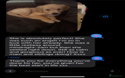 Golden Retriever dogs for sale: Beautiful KC golden pups ready to leave 🥰🥰🏡 - Image 22