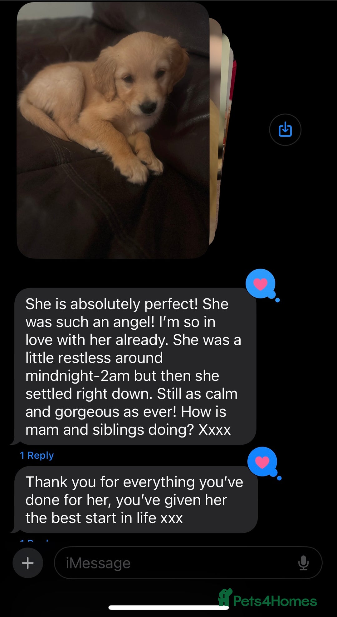 Golden Retriever dogs for sale: Beautiful KC golden pups ready to leave 🥰🥰🏡 - Image 22